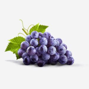 Highbush Blueberries